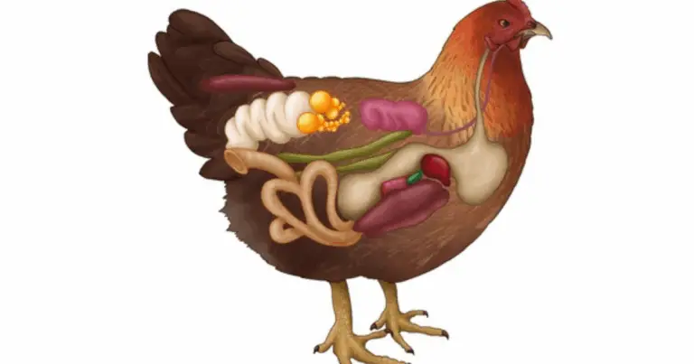 Sistema Digestivo de la Gallina: Funcionamiento, Alimentación y Claves para una Buena Salud
