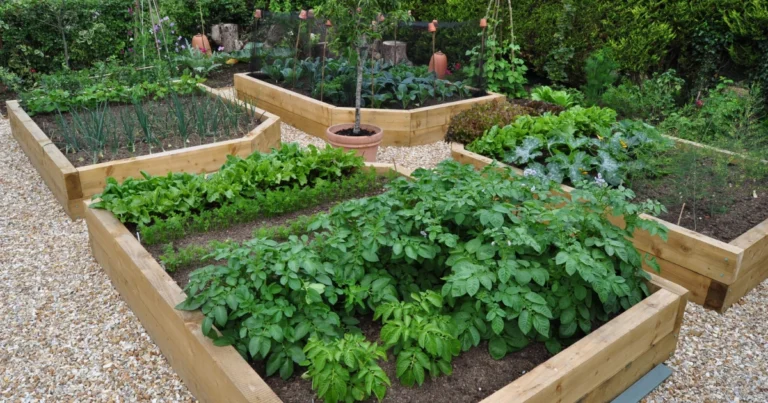 Huerto en Estrella: Diseño Eficiente y Natural para un Jardín Productivo