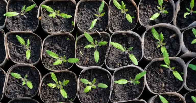 Siembra de invierno: el secreto para obtener flores de primavera temprana
