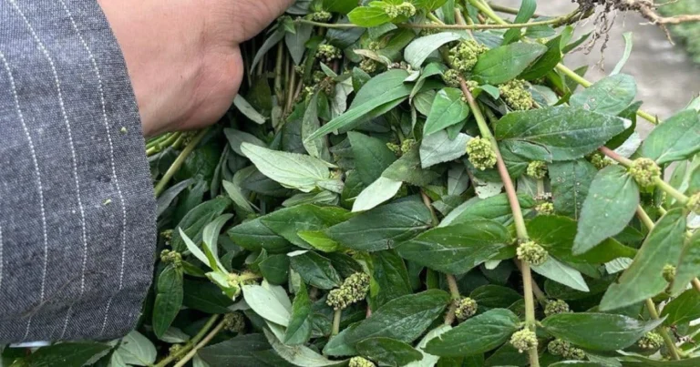 Euphorbia thymifolia: la pequeña planta medicinal con grandes beneficios para el bienestar