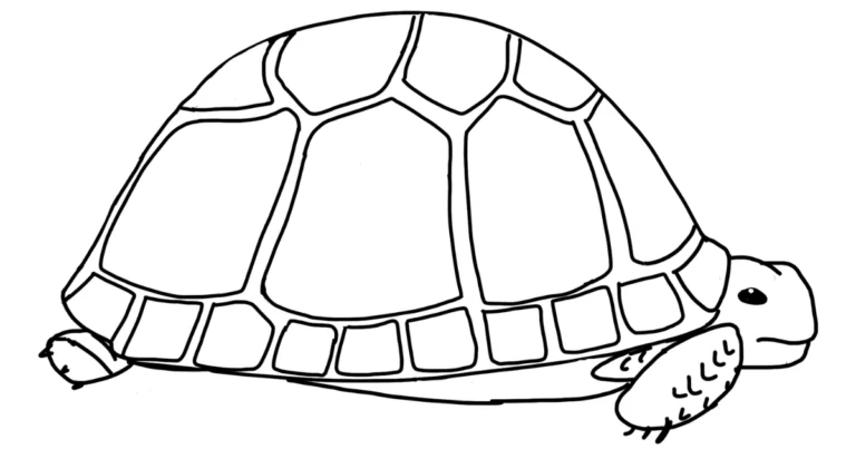 La anatomía de la tortuga: una estructura natural diseñada para la supervivencia