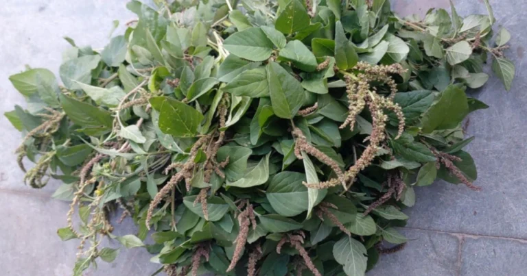 Amaranto blanco: propiedades, beneficios y usos prácticos