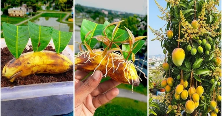 Cómo Cultivar un Árbol de Mango en Casa con un Método Sencillo y Confiable