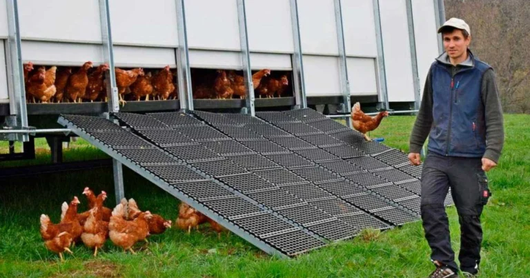 Innovación en la Cría de Gallinas: El Sendero Suspendido sobre el Agua