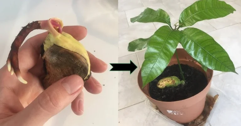 Cómo hacer crecer un manguero con una banana: método natural y eficaz para el enraizamiento