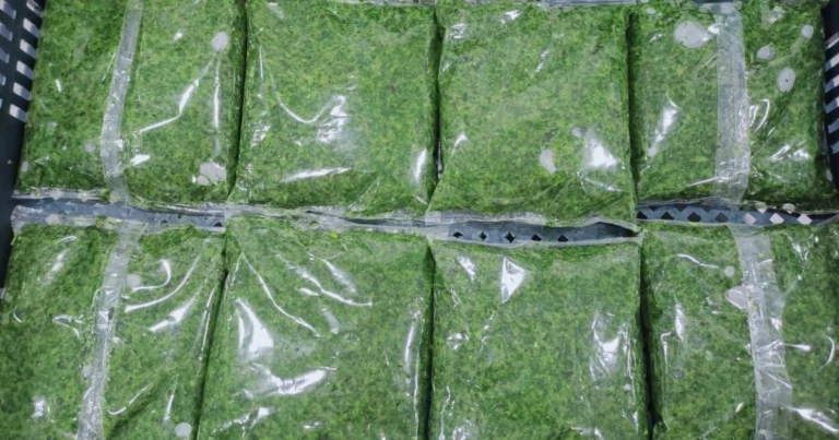 Jugo de Perejil Casero: El Secreto Verde para Purificar el Cuerpo