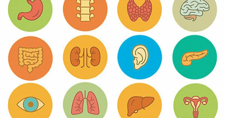 Cómo Proteger los Órganos: Hábitos Cotidianos que Transforman la Salud