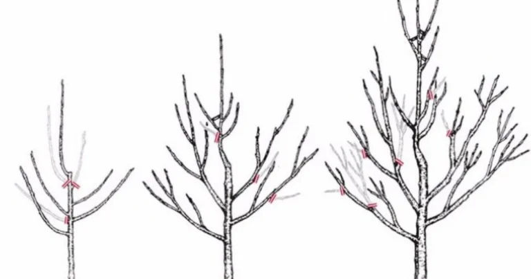 El corte de formación en frutales: guía completa para una estructura fuerte y productiva