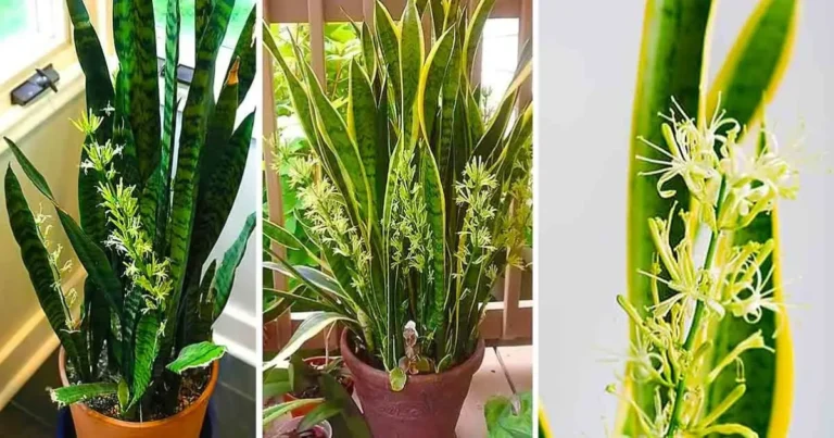 Cómo hacer que la Sansevieria florezca: guía completa para lograr la floración en casa