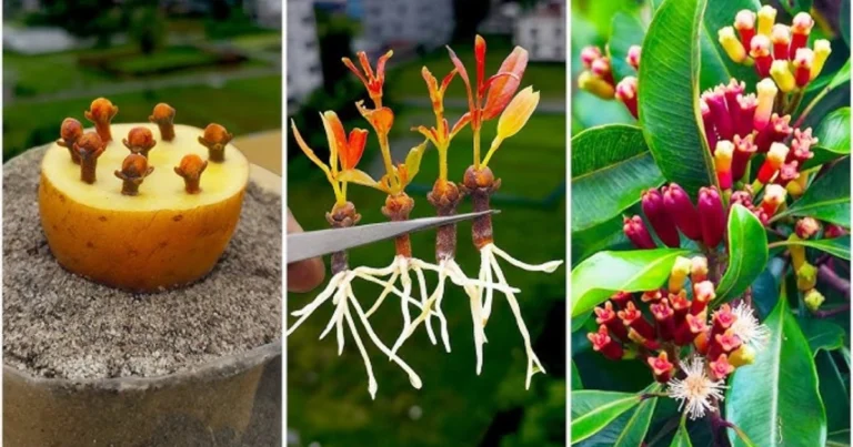 Cómo hacer crecer los clavos de olor en casa: método fácil y natural
