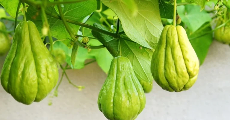 Cómo cultivar chayote en casa de forma fácil y obtener una cosecha abundante