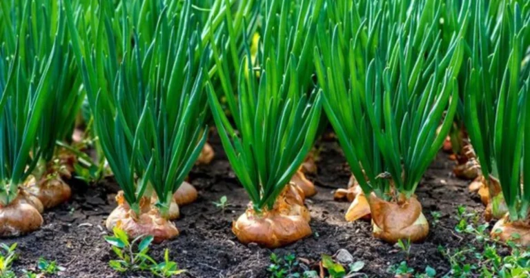 Guía para Cultivar Cebollas en Casa: Una Solución Práctica y Eficaz