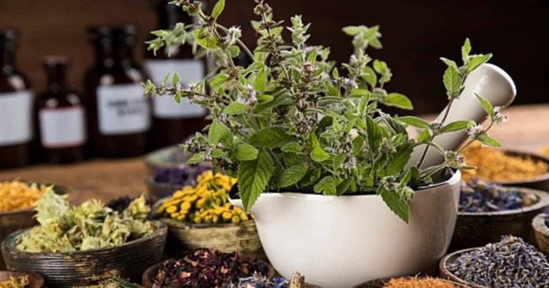 6 Plantas Medicinales Naturales para Cuidar tu Salud Cada Día