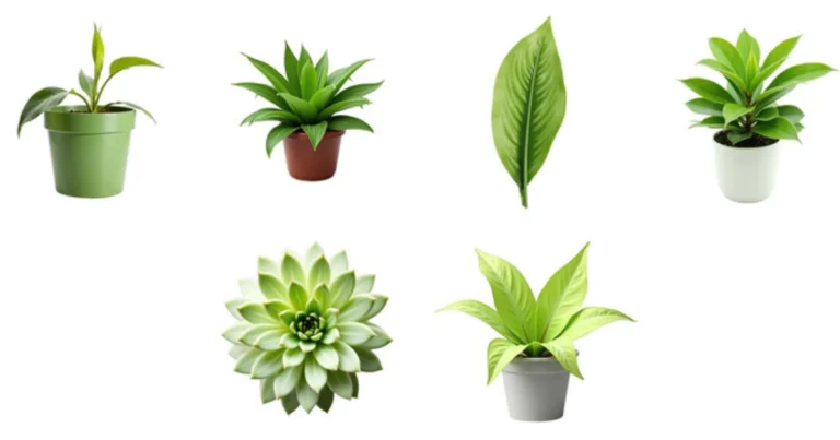 6 Plantas de Interior Fáciles de Cuidar para Purificar el Aire