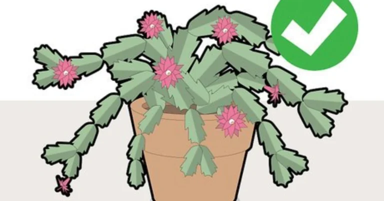 Cómo podar y cuidar el cactus de Navidad para obtener más flores