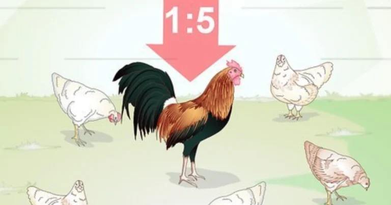 Cómo Identificar una Buena Gallina Ponedora
