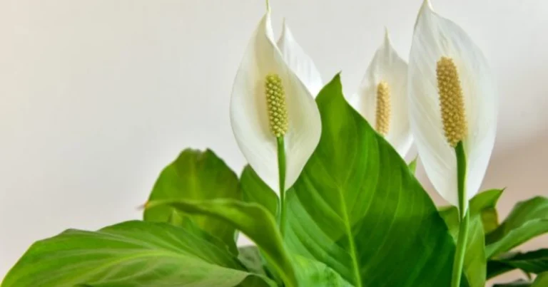 Cómo Mantener el Lirio de la Paz Siempre Florido en Casa