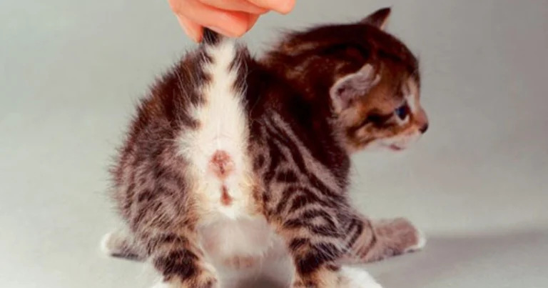 Cómo distinguir el sexo de los gatitos recién nacidos