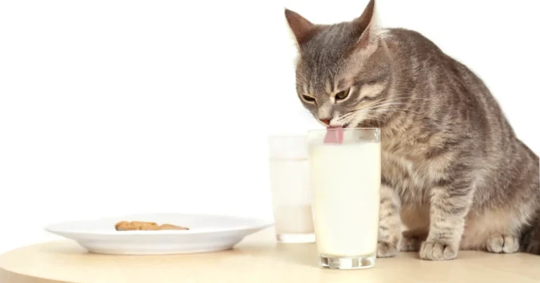 Lo que puede comer un gato y los alimentos que deben evitarse