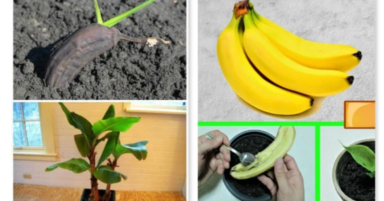 Cómo cultivar un banano a partir de una banana: método natural y sostenible