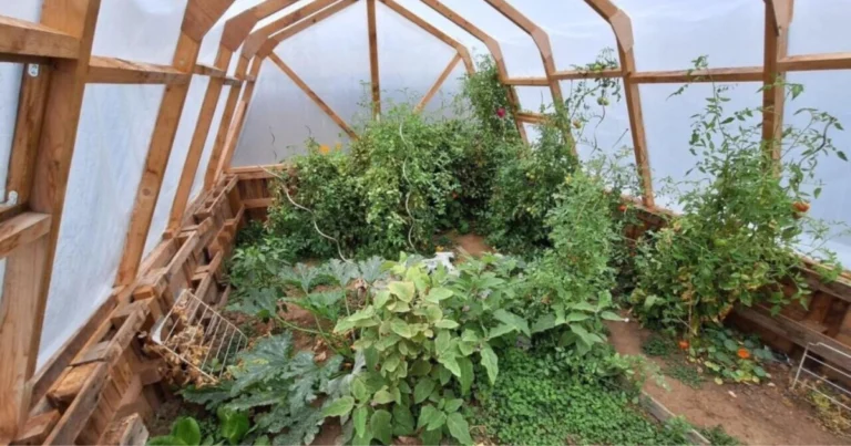 Cómo construir una invernadero Walipini para cultivar todo el año