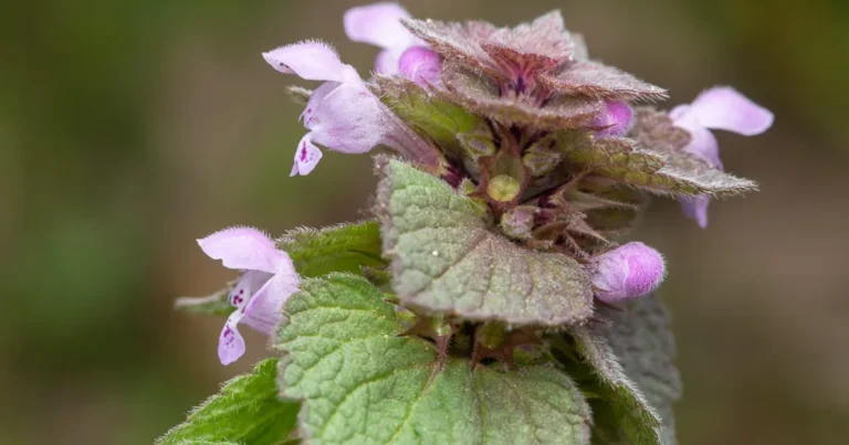 El sorprendente potencial del Lamium purpureum (ortiga muerta púrpura)