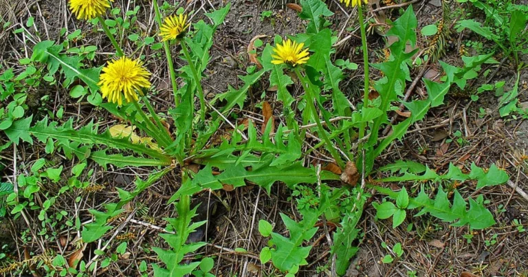 Diente de león: el tesoro oculto de la naturaleza y sus 30 beneficios para la salud