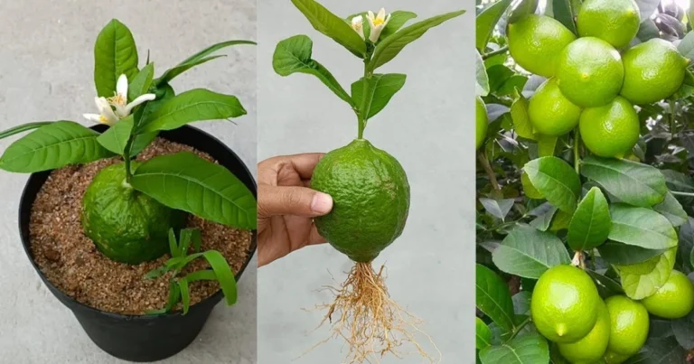 Cómo Cultivar un Limonero a Partir de un Fruto: Método Natural y Eficaz para Multiplicar Cítricos