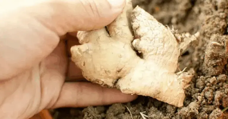 Cultivo de jengibre en casa: cuidados, mitos y cómo obtener una planta saludable