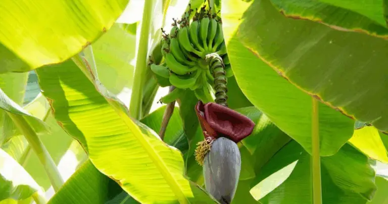 Cómo cultivar plátano enano en casa: guía completa para plantar, cuidar y cosechar