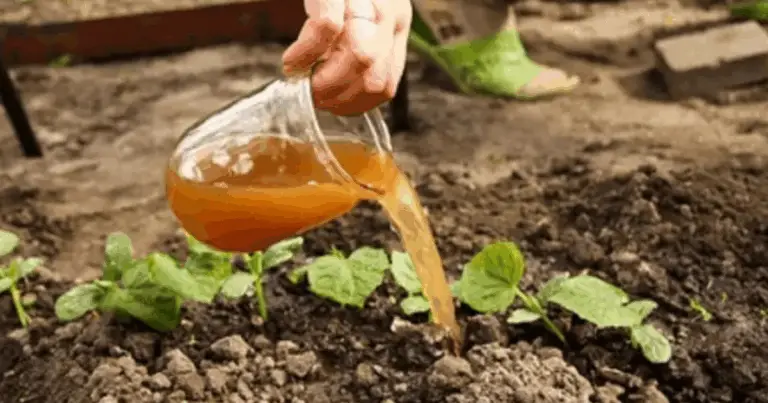 Secretos de la floración perenne: las lentejas rojas como ingrediente natural para estimular las plantas