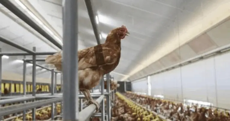 Perchas colgantes para gallinas: guía completa para mejorar su bienestar y comportamiento natural