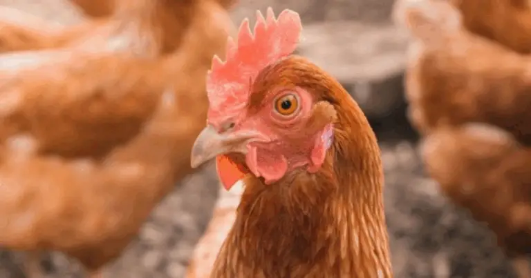 Cómo organizar un gallinero cómodo y seguro: guía completa para el bienestar de las gallinas