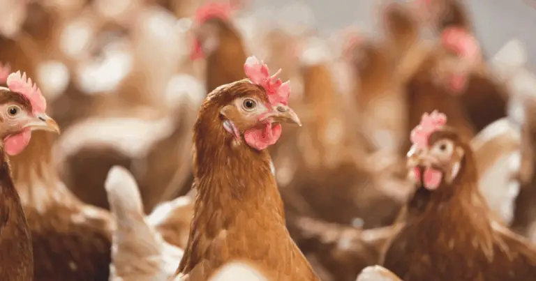 La importancia de un gallinero bien organizado: guía completa para un manejo saludable y eficiente