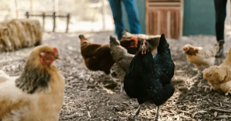 Cómo diseñar un gallinero de varios niveles: bienestar, organización y máximo aprovechamiento del espacio