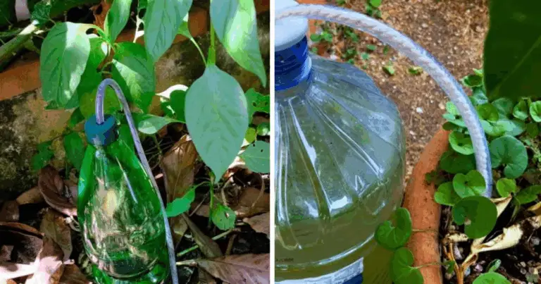 El método de autorriego casero que mantiene tus plantas hidratadas hasta por un mes