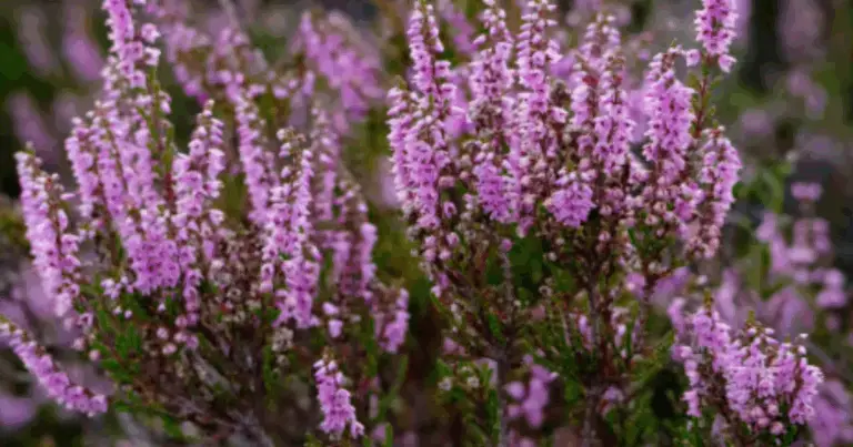 Cómo podar el Calluna vulgaris: guía completa para mantenerlo sano y vigoroso
