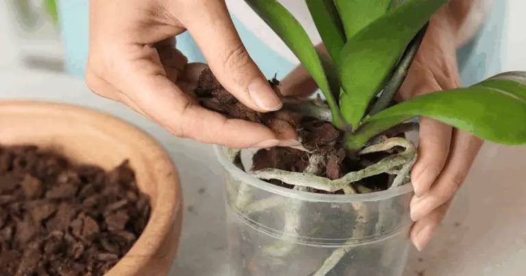 Floraciones Abundantes con Fertilizante Natural para Plantas de Interior