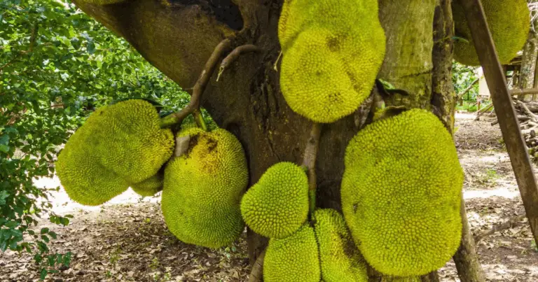 Cómo cultivar con éxito un árbol de jackfruit desde semilla: guía completa para principiantes