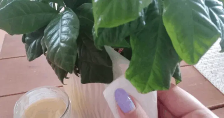 Cómo usar una mezcla casera para devolver el brillo natural a las hojas de tus plantas