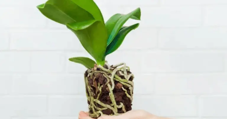 El secreto del sustrato perfecto para tus orquídeas: guía completa basada en conocimientos expertos