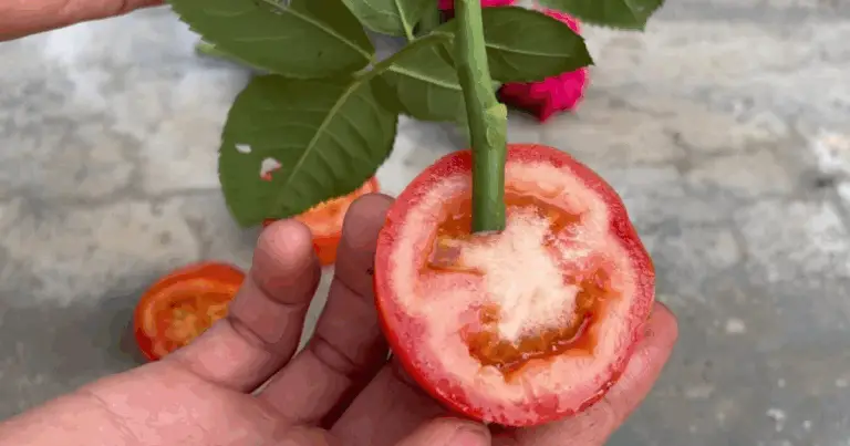 Cómo Cultivar Rosas Usando una Rodaja de Tomate: Guía Completa y Método Natural