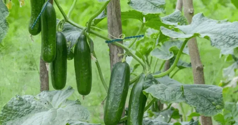 Cómo Garantizar una Cosecha Abundante de Pepinos Hasta el Otoño