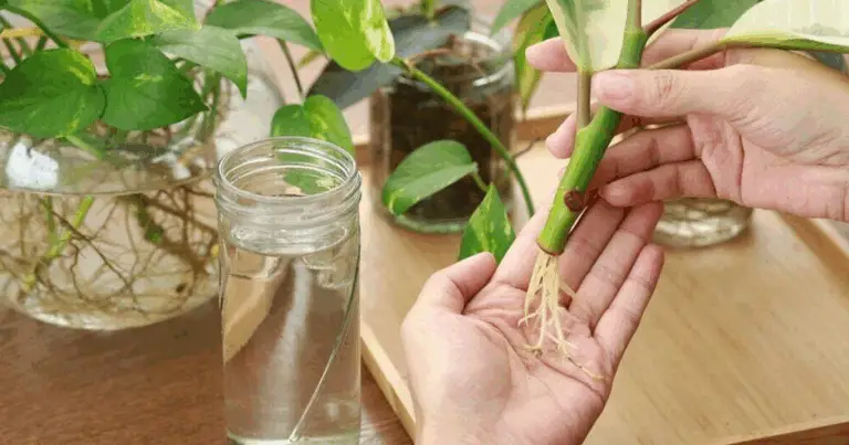 Cómo multiplicar rosas usando una banana: método natural para el enraizamiento exitoso