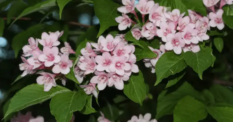 Guía Completa para la Poda de Weigela: Cómo Mantenerla Saludable y con Floración Abundante