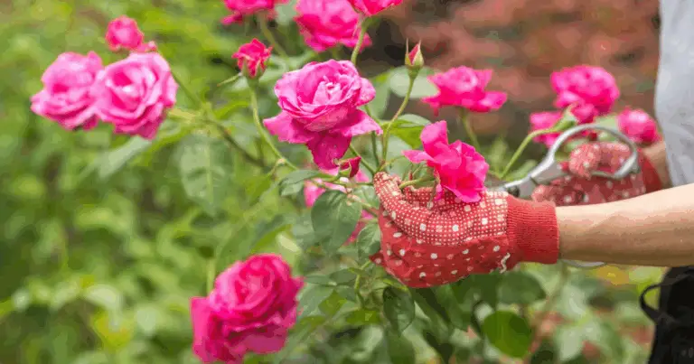 Cómo cultivar rosas a partir del cáliz: guía completa para obtener nuevas plantas desde semilla