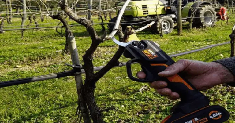 Guía de poda para un jardín saludable: técnicas esenciales y consejos prácticos