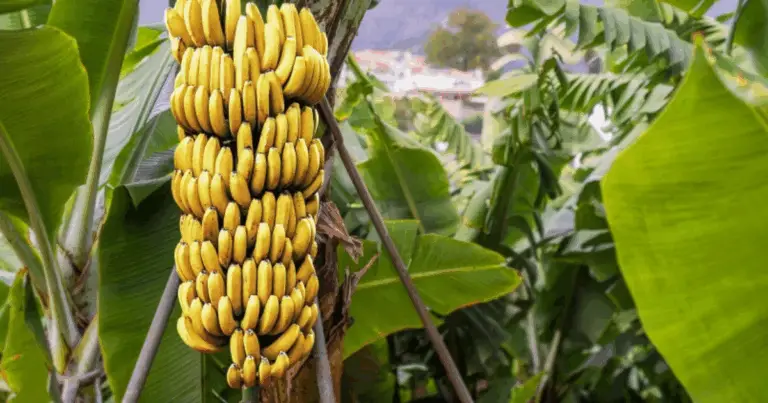 Cómo Cultivar un Banano a Partir de una Banana del Supermercado: Guía Completa para el Hogar