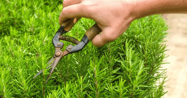 Cómo Podar el Tomillo: Guía Completa para un Crecimiento Saludable y Aromático