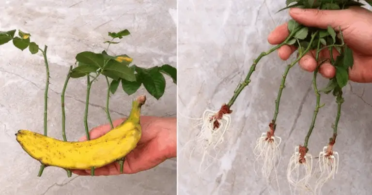 Propagación de Rosas con Métodos Naturales: Cómo Multiplicar Tus Rosales Usando una Banana
